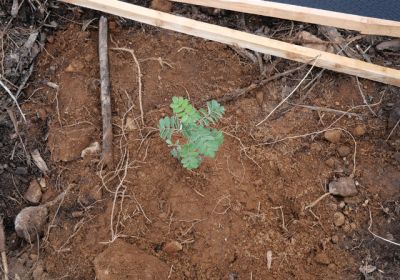 Forêt communale, gestion et plantation de plus de 3 500 arbres